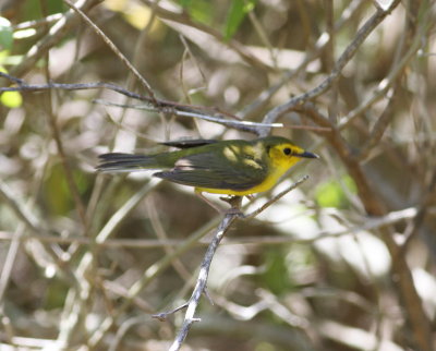 Hooded Warbler.jpg