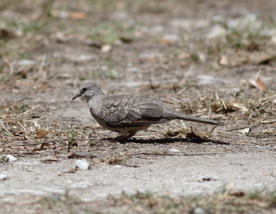 Inca Dove.jpg