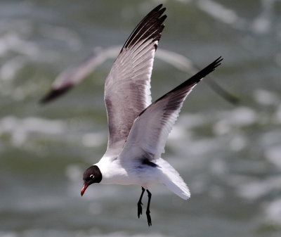 Laughing Gull.2jpg.jpg