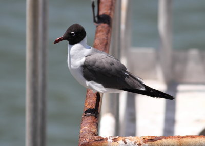 Laughing Gull.jpg