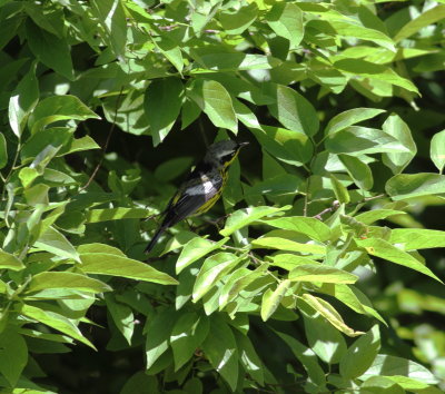 Magnolia Warbler.jpg