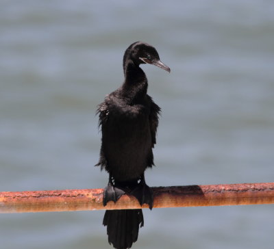 Neotropic Cormorant.jpg