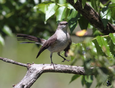 Northern Mockingbird 2.jpg