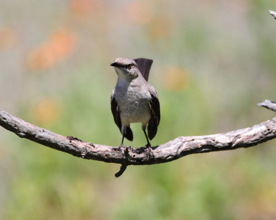 Northern Mockingbird.jpg