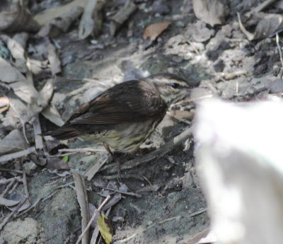 Northern Waterthrush.jpg