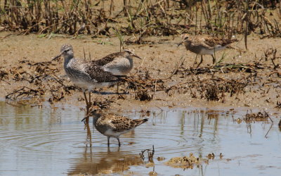 Pectoral Sandpiper 2.jpg