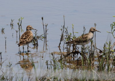 Pectoral Sandpiper.jpg