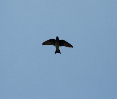 Purple Martin.jpg