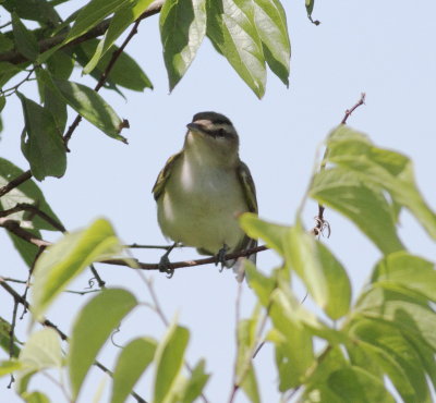 Red-eyed Vireo 2.jpg