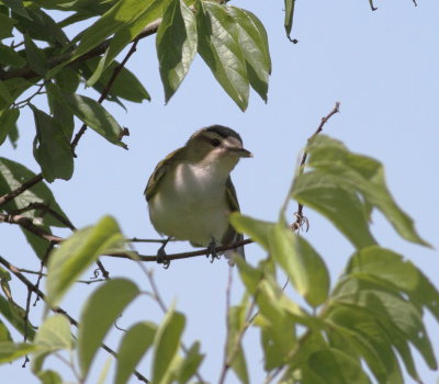 Red-eyed Vireo 3.jpg