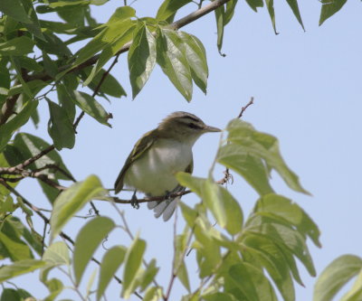 Red-eyed Vireo.jpg