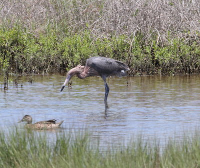 Reddish Egret.jpg