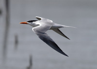 Royal Tern.jpg