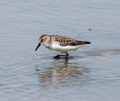 Semipalmated Sandpiper.jpg