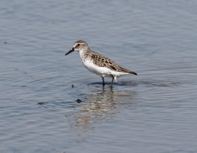 Semipalmated Sandpiper2.jpg