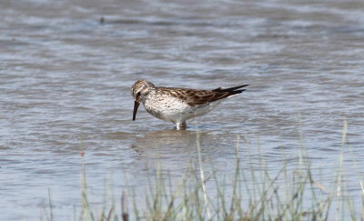 White-rumped sandpiper.jpg