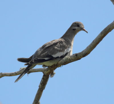 White-winged Dove.jpg