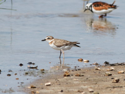 Wilson's Plover.jpg
