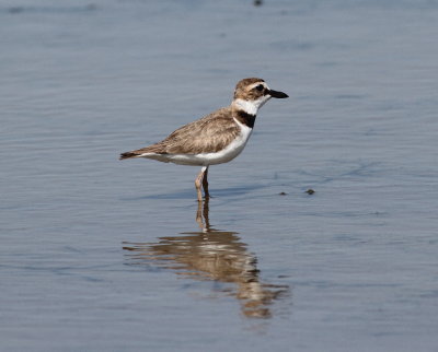 Wilson's Plover2 .jpg