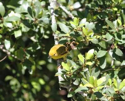 Yellow Warbler 2.jpg