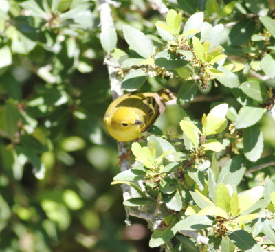 Yellow Warbler.jpg