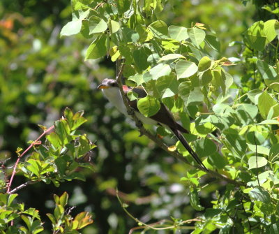 Yellow-billed Cuckoo.jpg