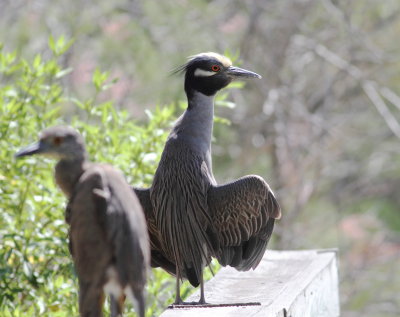Yellow-crowned Night Heron 2.jpg