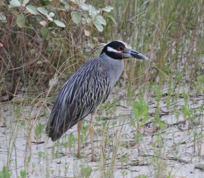 texas_gulf_coast_may_2013