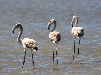 Greater Flamingo (Phoenicopterus roseus).jpg