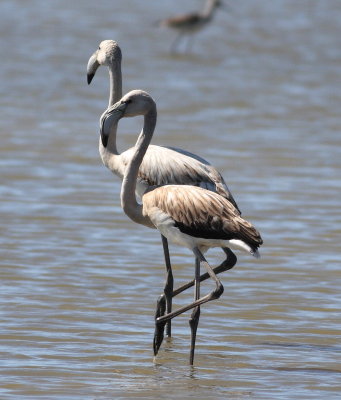 Greater Flamingo 3 (Phoenicopterus roseus).jpg