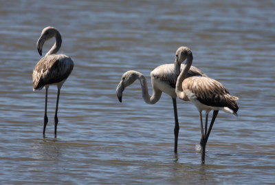 Greater Flamingo 6 (Phoenicopterus roseus).jpg