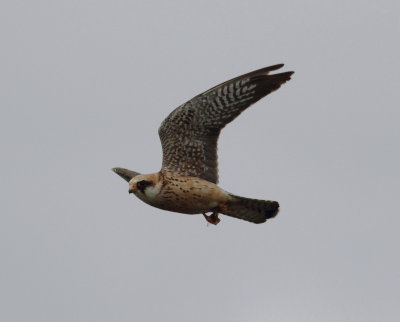 Red-Footed Falcon 2.jpg