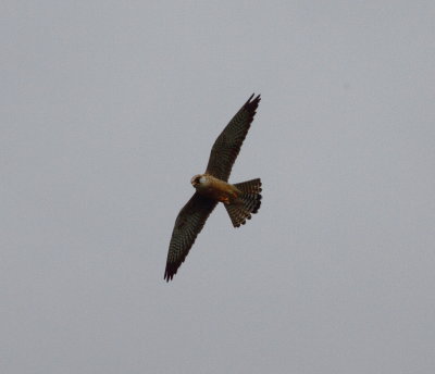 Red-Footed Falcon.jpg