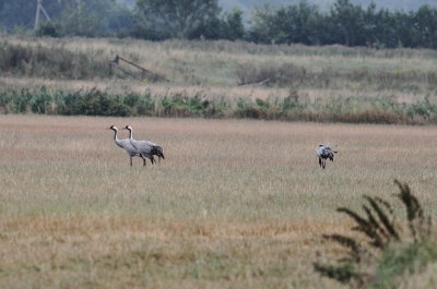 Crane (Grus grus)