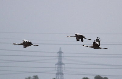 Crane (Grus grus)