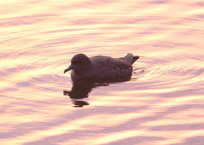 sooty_shearwater