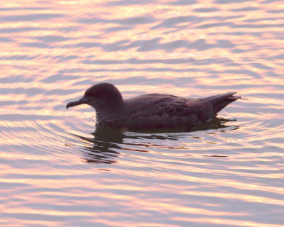 Sooty Shearwater (Puffinus griseus)