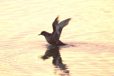 Sooty Shearwater (Puffinus griseus)