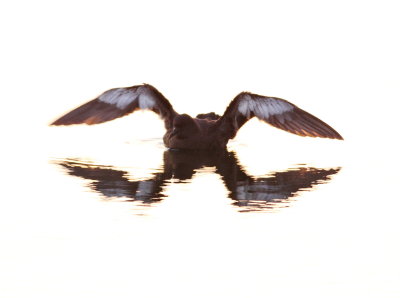 Sooty Shearwater (Puffinus griseus)