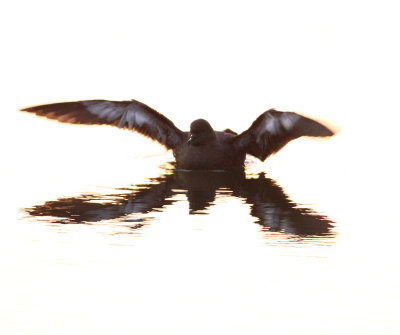Sooty Shearwater (Puffinus griseus)