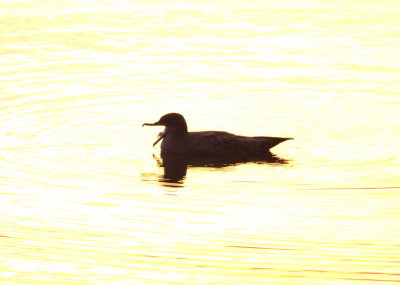 Sooty Shearwater (Puffinus griseus)