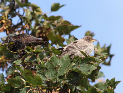 Rose-Coloured Starling (Pastor Roseus)