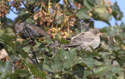 Rose-Coloured Starling (Pastor Roseus)