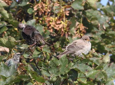 Rose-Coloured Starling (Pastor Roseus)