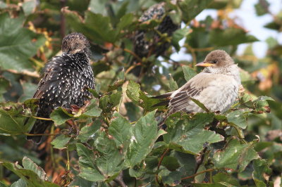 Rose-Coloured Starling (Pastor Roseus)