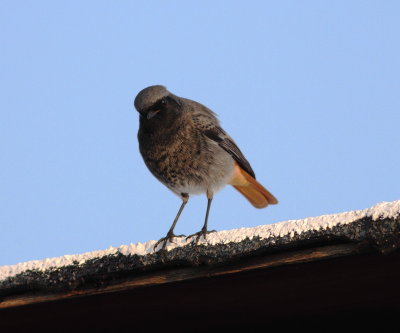 Black Redstart (Phoenicurus ochrurus)