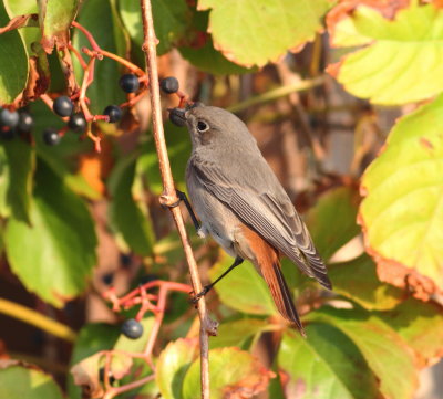 Black Redstart (Phoenicurus ochrurus)