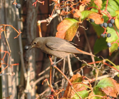 Black Redstart (Phoenicurus ochrurus)