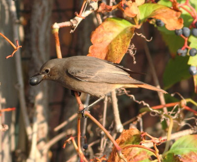 Black Redstart (Phoenicurus ochrurus)