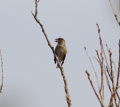 Hawfinch (Coccothraustes coccothraustes)